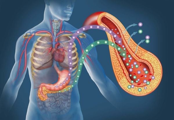 protein digestion and absorption