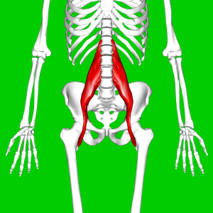 Psoas_major_muscle11