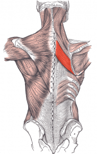 rhomboids