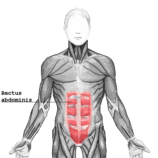 Rectus abdominis