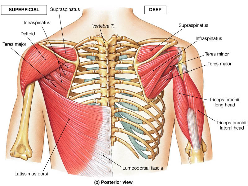 petits muscles du dos