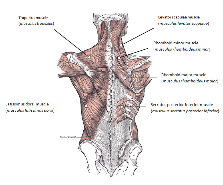 muscles du dos