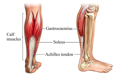 muscles du mollet