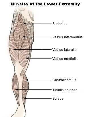 Muskel Quadriceps