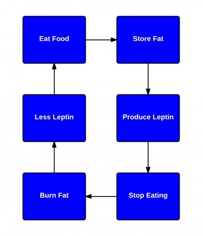 leptin-and-weight-loss