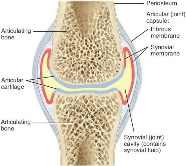 Synovial joint