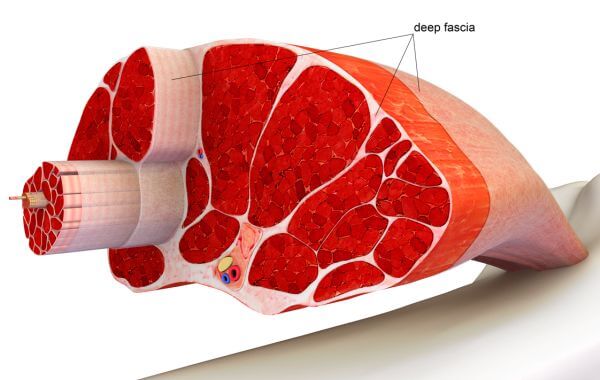 myofascial definition