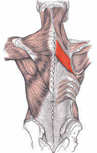 myofascial release shoulder
