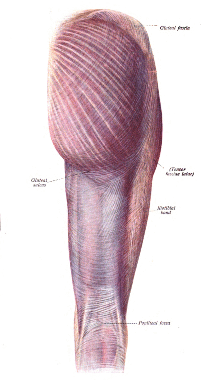 myofascial tissue