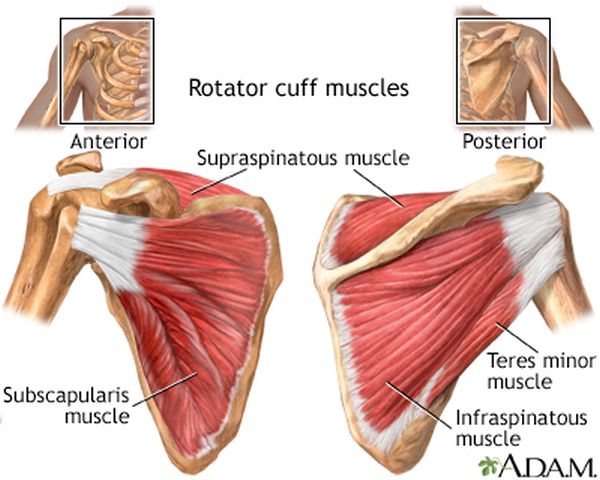 rotator cuff muscles