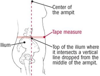 visceral fat levels