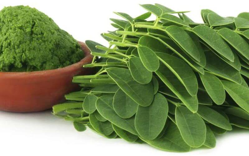 greens supplement Moringa Oleifera