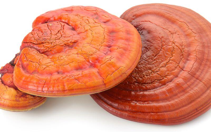 greens supplement Reishi Mushroom