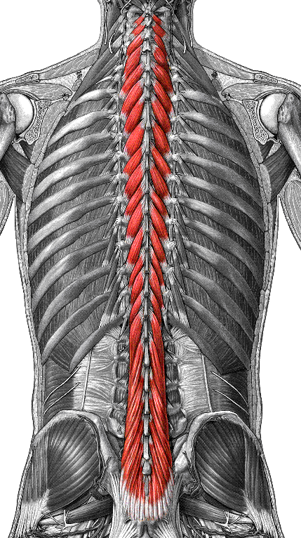 Multifidus