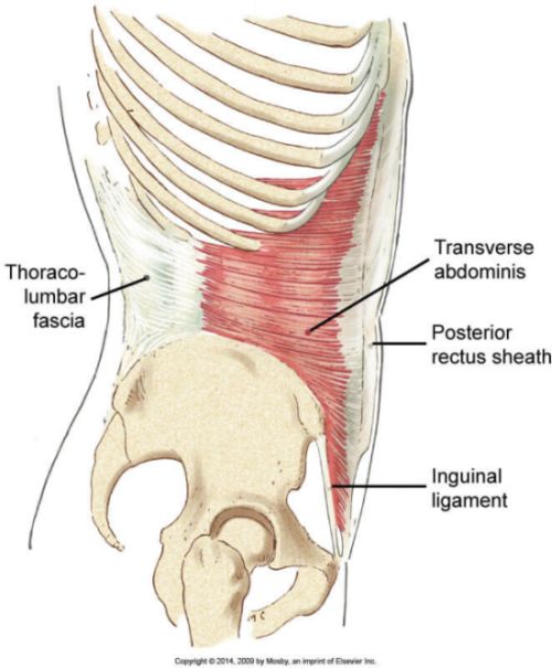 Transverse Abdominis