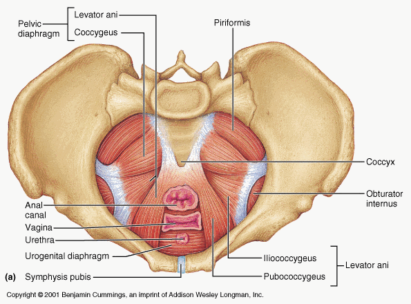 The Ultimate 20-Day Online Corset Abs, Pelvic Floor Program For Post  Pregnancy Flat Tummy Transformation