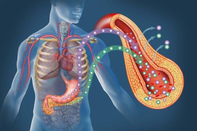 protein timing muscle growth