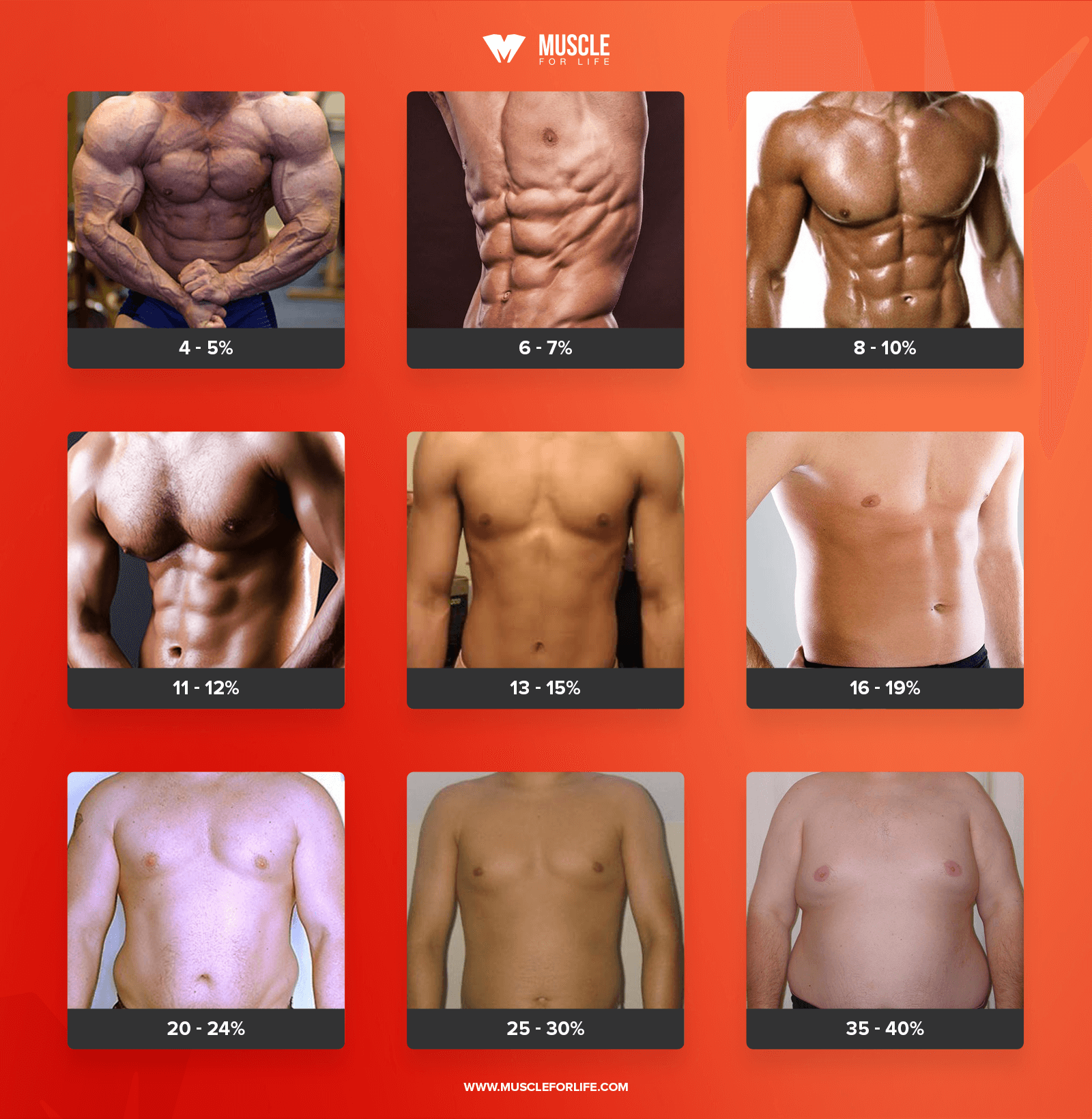 body composition chart men