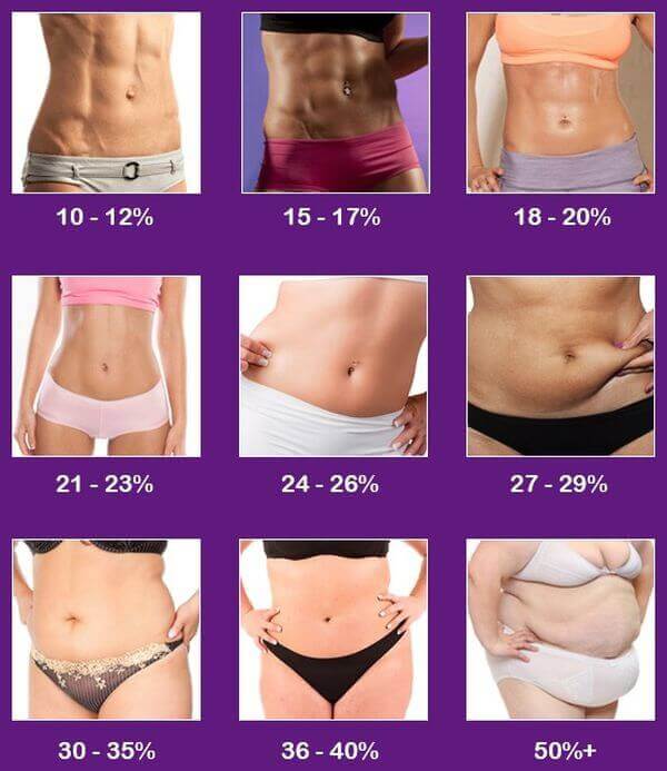 body composition chart female