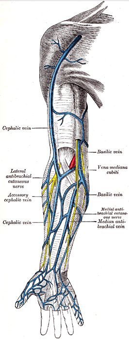 how to get more vascular arms