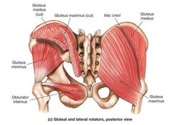 lower body glutes muscle