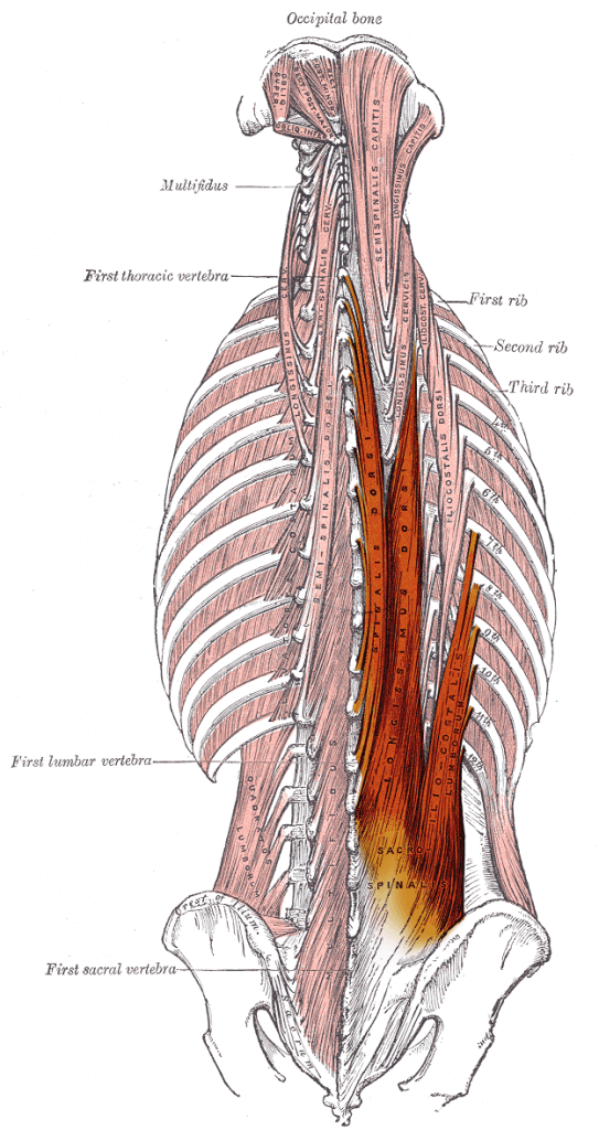 back muscles anatomy