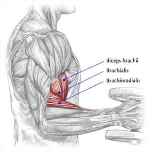 bigger biceps brachialis exercise