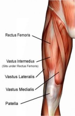 ottenere muscoli della coscia più grandi