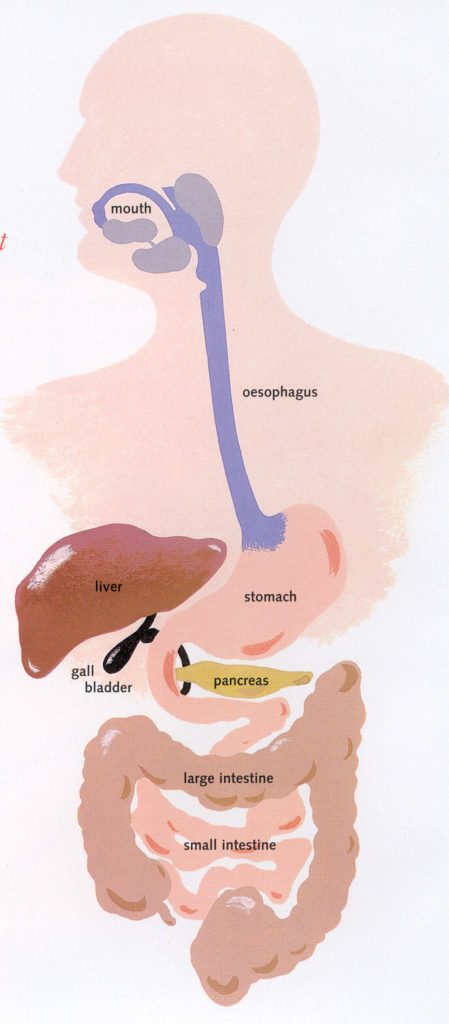 healthy gut flora