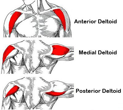 bigger stonger shoulders anatomy