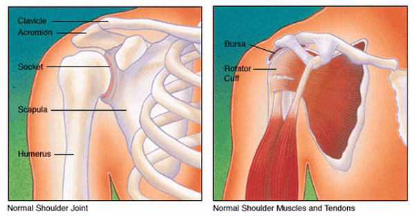 How to Get Bigger and Stronger Shoulders in Just 30 Days - Legion Athletics