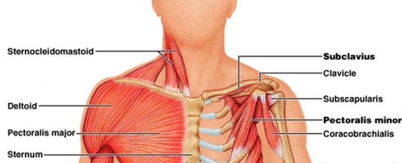 Muscles in discount your upper body