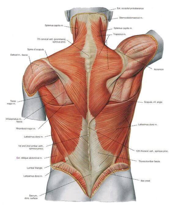 upper body workout back anatomy