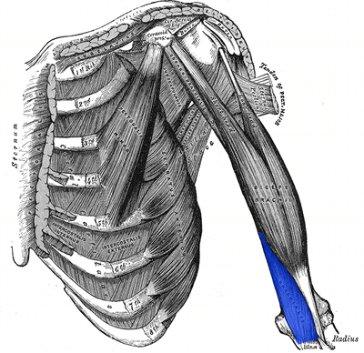 upper body workout biceps brachialis