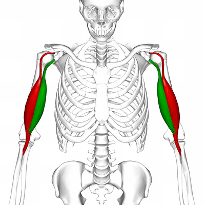 upper body workout biceps anatomy