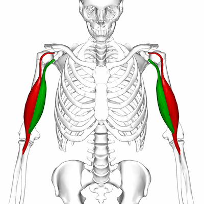 This Is The Last Upper Body Workout You'll Ever Need - Legion Athletics