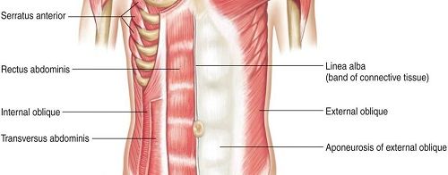 Muscles Of Upper Torso : Front View Of The Muscles Of The ...