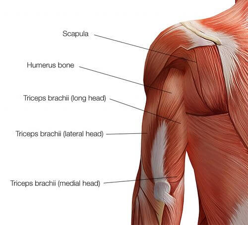 upper body workout triceps muscles