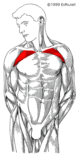 upper chest anatomy