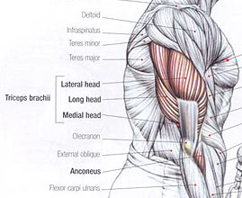 anatomia mięśnia trójgłowego