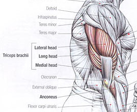 gros triceps anatomie