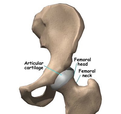 sumo deadlift femur