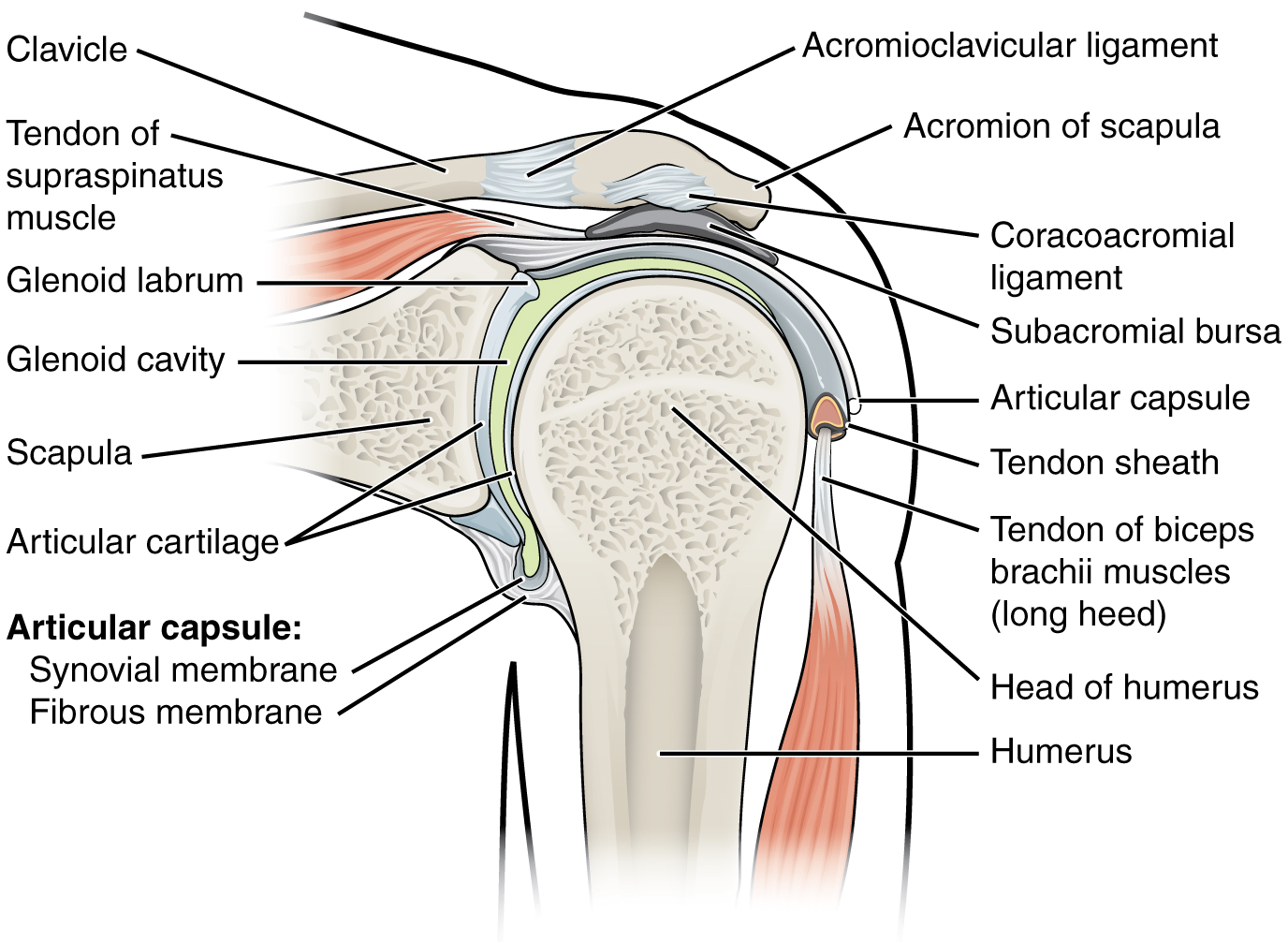 shoulder pain symptoms