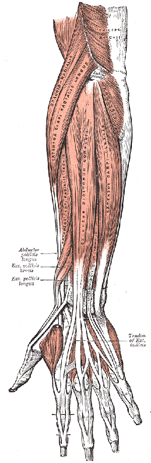 forearm muscle workout