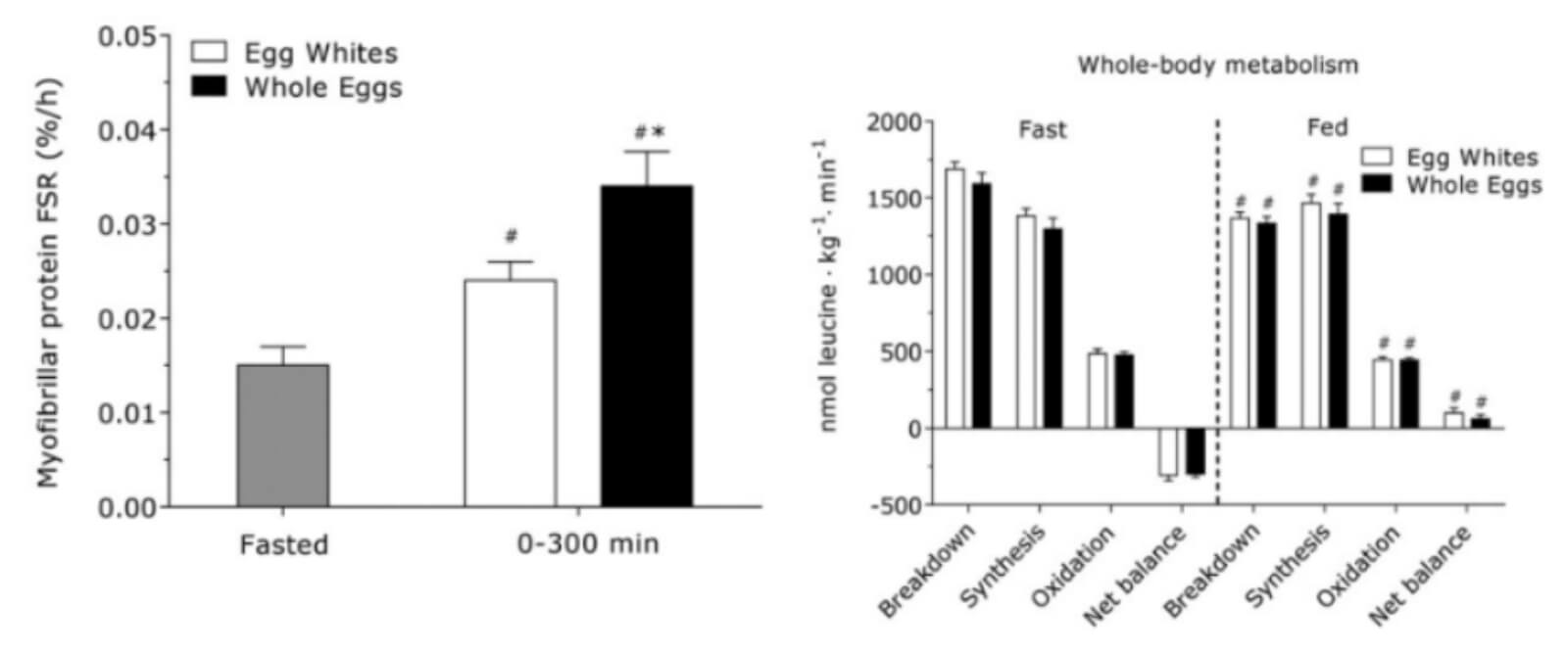 whole eggs build muscle study