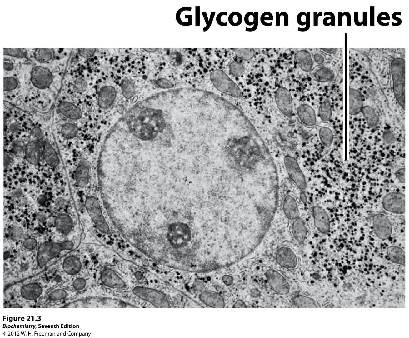 Glycogen Molecular Structure