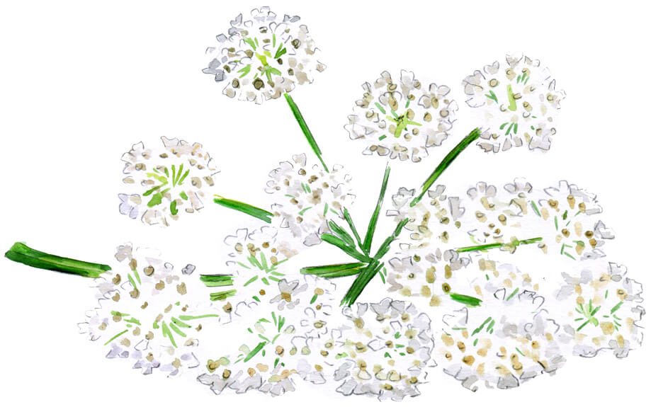 Angelica Sinensis