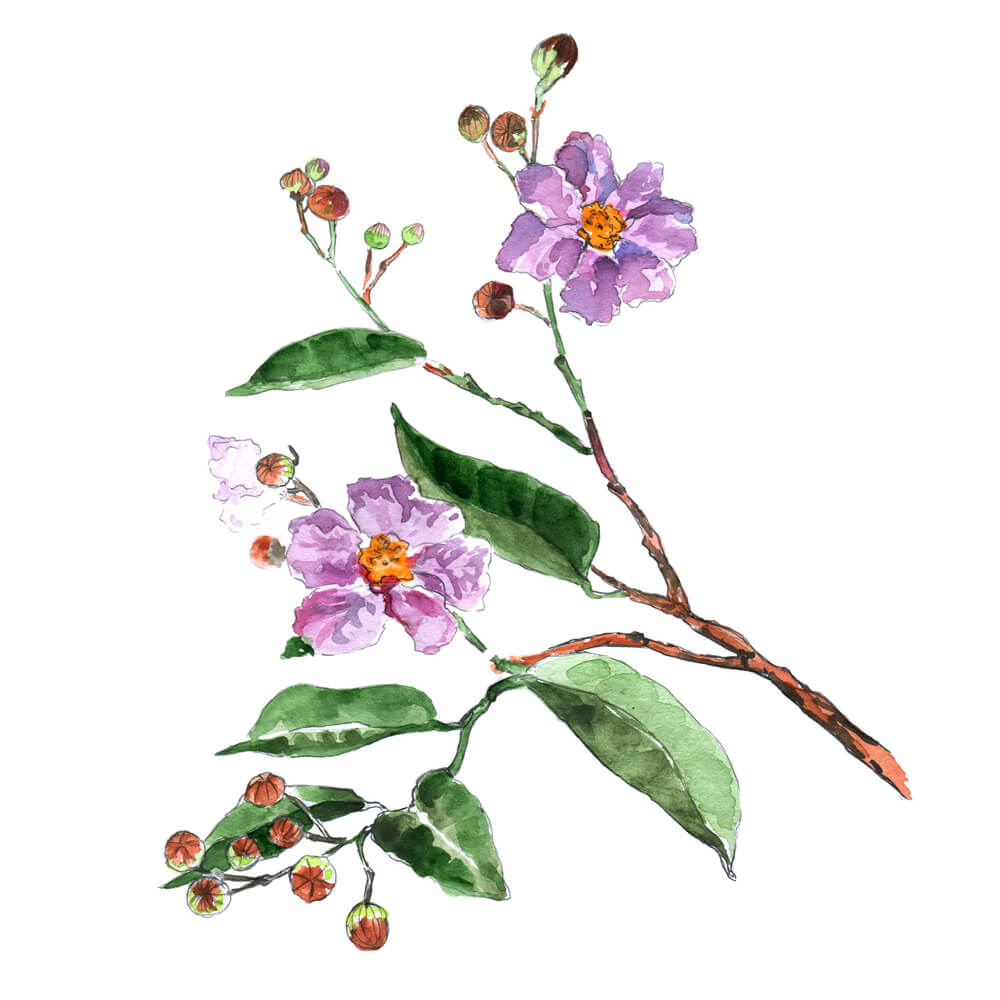 Corosolic Acid