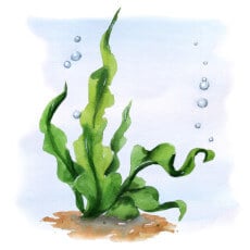 Seaweed underwater