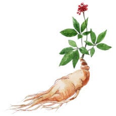 KaempMax® Thai Ginseng